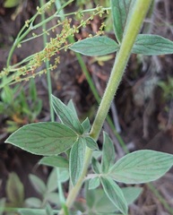Phacelia secunda pinnata
