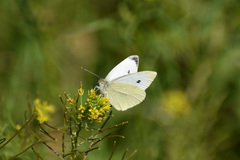 Pieris rapae rapae