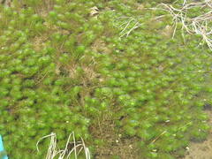 Myriophyllum quitense