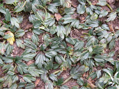 Niphogeton azorelloides