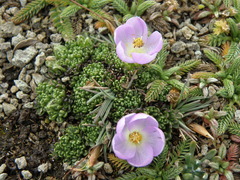 Nototriche aretioides