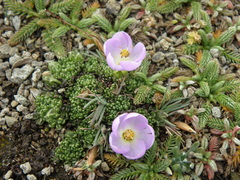 Nototriche aretioides