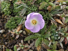 Nototriche aretioides