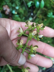 Epidendrum
