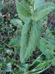Salvia sclareoides