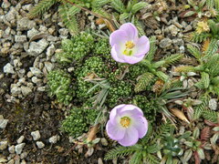 Nototriche aretioides