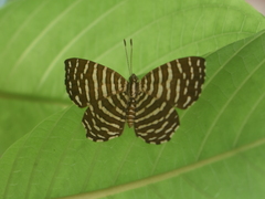 Hyphilaria thasus