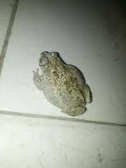 Rhinella granulosa