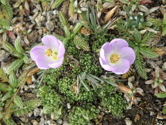 Nototriche aretioides