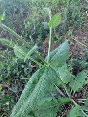 Salvia sclareoides