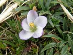 Nototriche longirostris