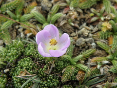 Nototriche aretioides