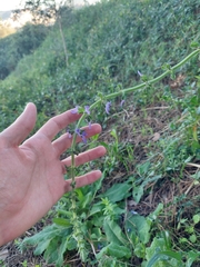 Salvia sclareoides