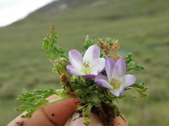 Nototriche longirostris