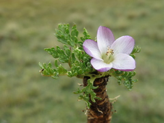 Nototriche longirostris