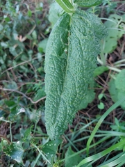 Salvia sclareoides