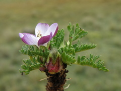 Nototriche longirostris