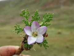 Nototriche longirostris