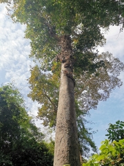 Artocarpus rigidus