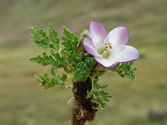 Nototriche longirostris