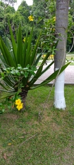 Allamanda