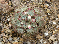 Nototriche obtusa
