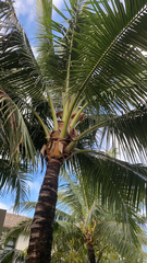Cocos nucifera