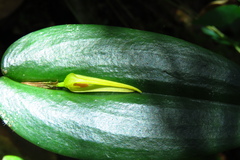 Pleurothallis microcardia
