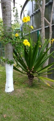 Allamanda