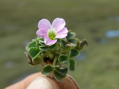 Oxalis oreocharis