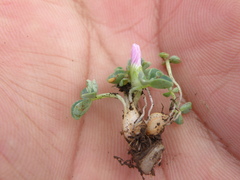 Oxalis oreocharis