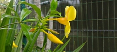 Allamanda