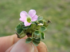 Oxalis oreocharis