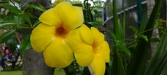 Allamanda