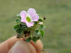 Oxalis oreocharis