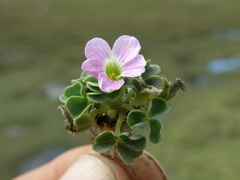 Oxalis oreocharis