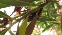 Parawixia audax