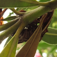 Parawixia audax