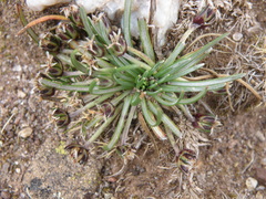 Plantago lamprophylla