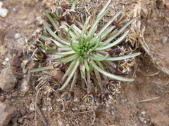 Plantago lamprophylla