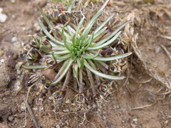 Plantago lamprophylla