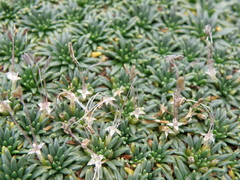 Plantago rigida