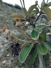 Pachystegia insignis