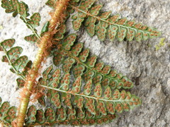 Polystichum cochleatum