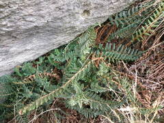 Polystichum cochleatum