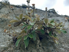 Pachystegia insignis
