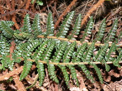 Polystichum cochleatum