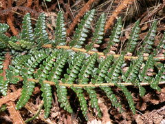 Polystichum cochleatum