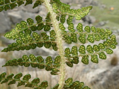 Polystichum cochleatum