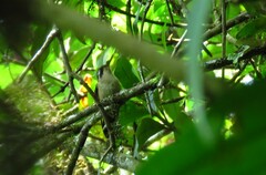 Phaethornis striigularis